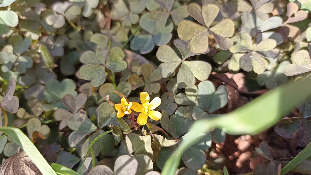 Кислица в ноябре