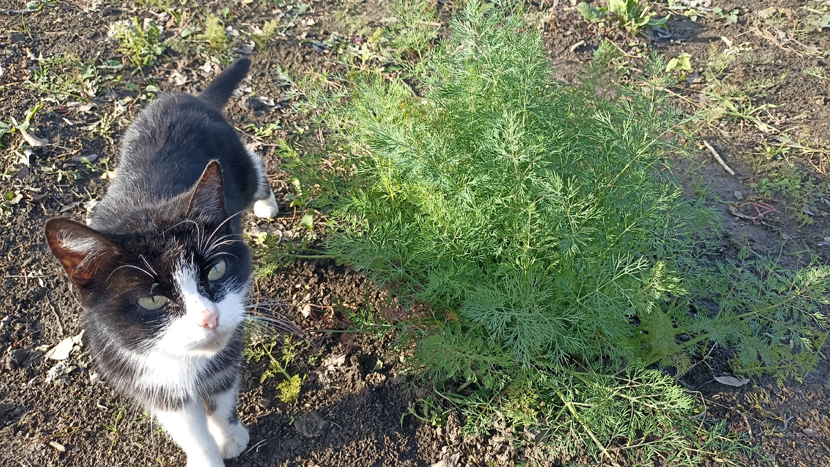 Ноябрьский укроп