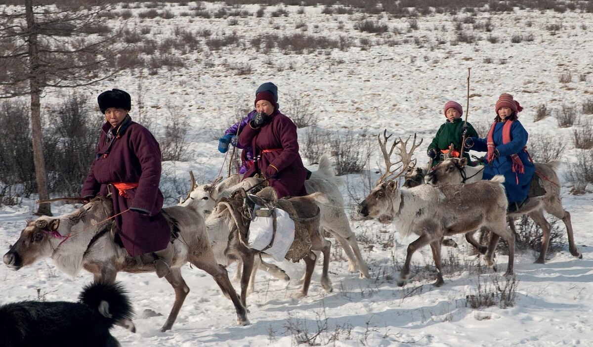 Семья  сойотов  верхом  на  оленях
