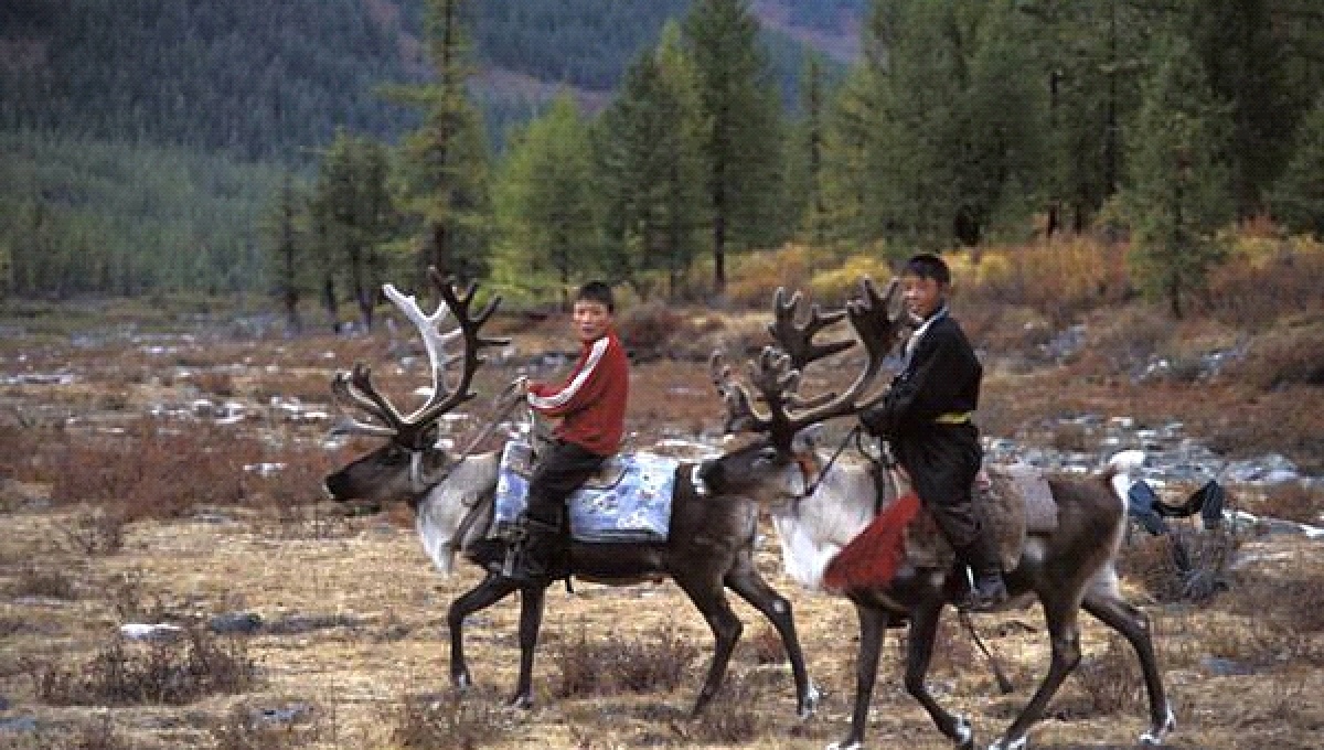 Сойотские  мальчишки  верхом  на  оленях