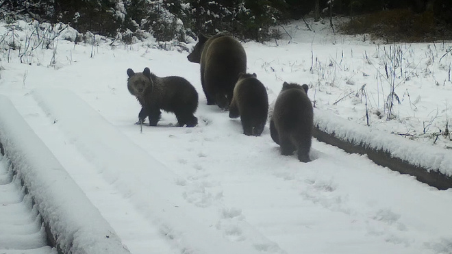 Фото: Нижне-Свирский заповедник