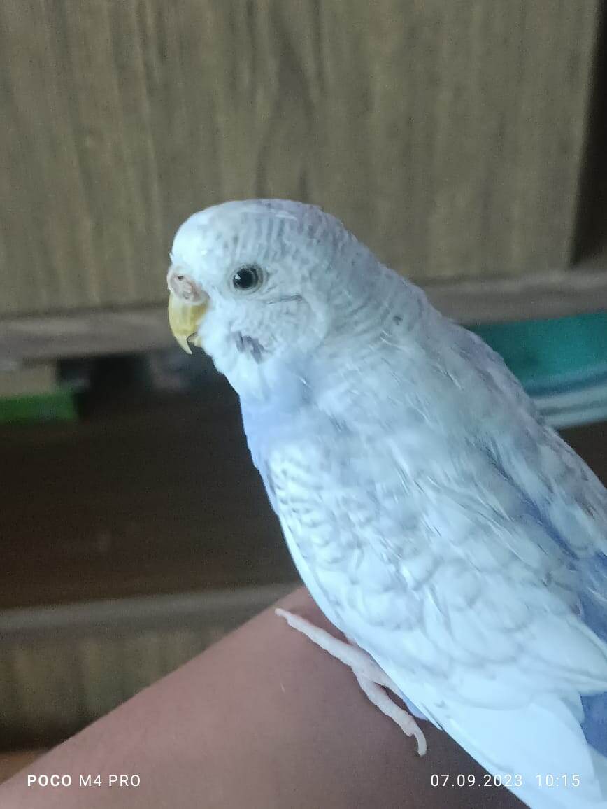 прощай, Соня