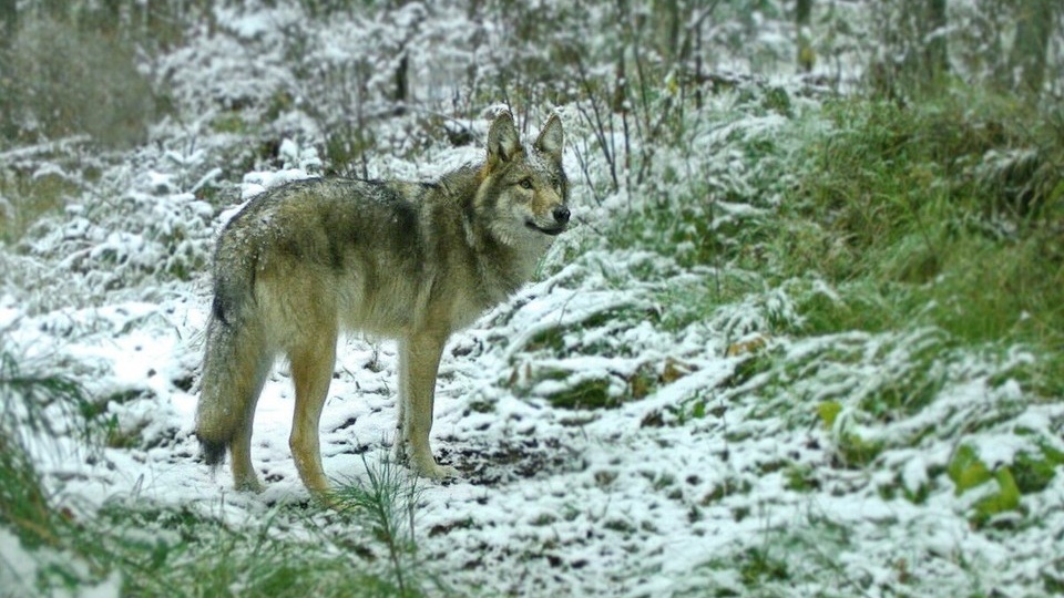 Невидимая жизнь волчьей стаи: ученые нацпарка «Шушенский бор» в Красноярском крае подглядывают в мир хищников с помощью фотоловушек