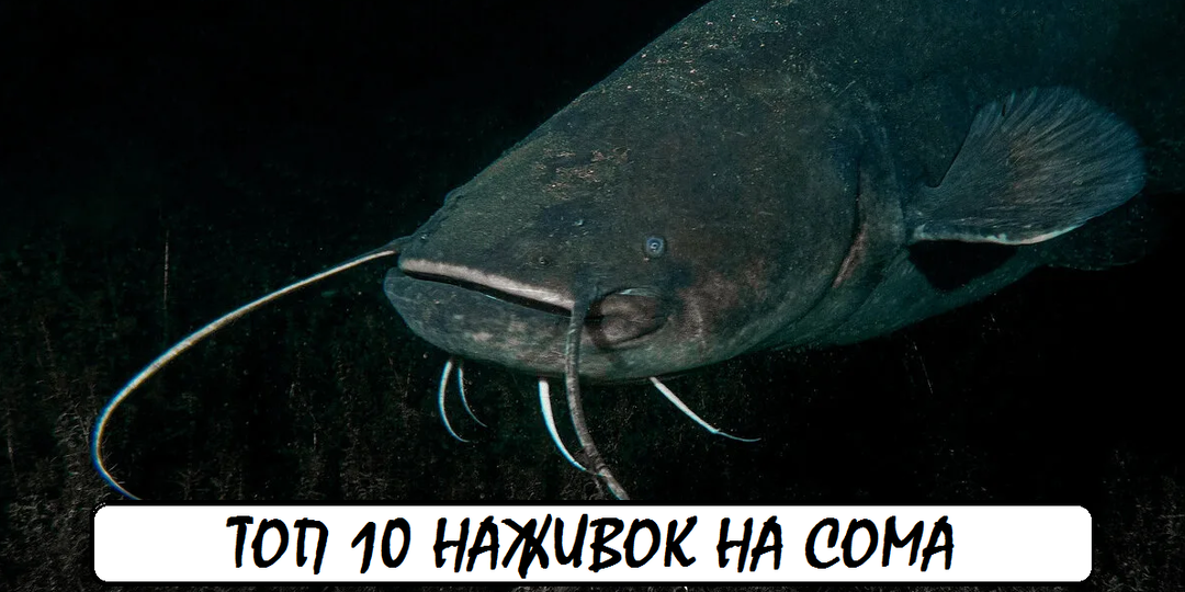 10 наживок на сома, которые не оставят его равнодушным
