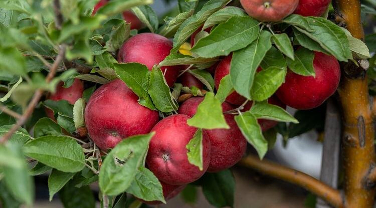 Фото: Алексей Дацковский