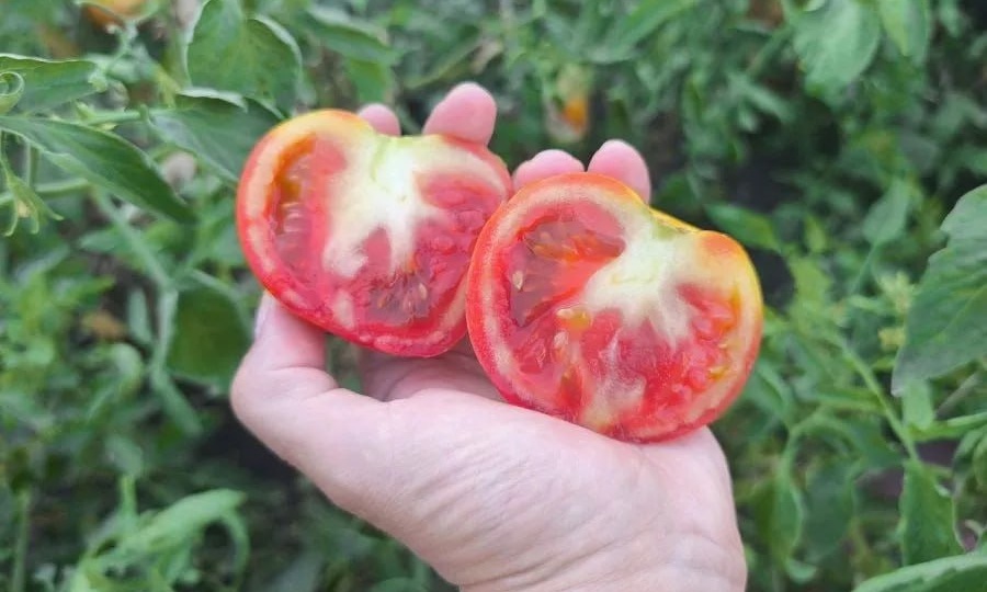 🍅😱 Почему в помидорах появляются белые жесткие прожилки?