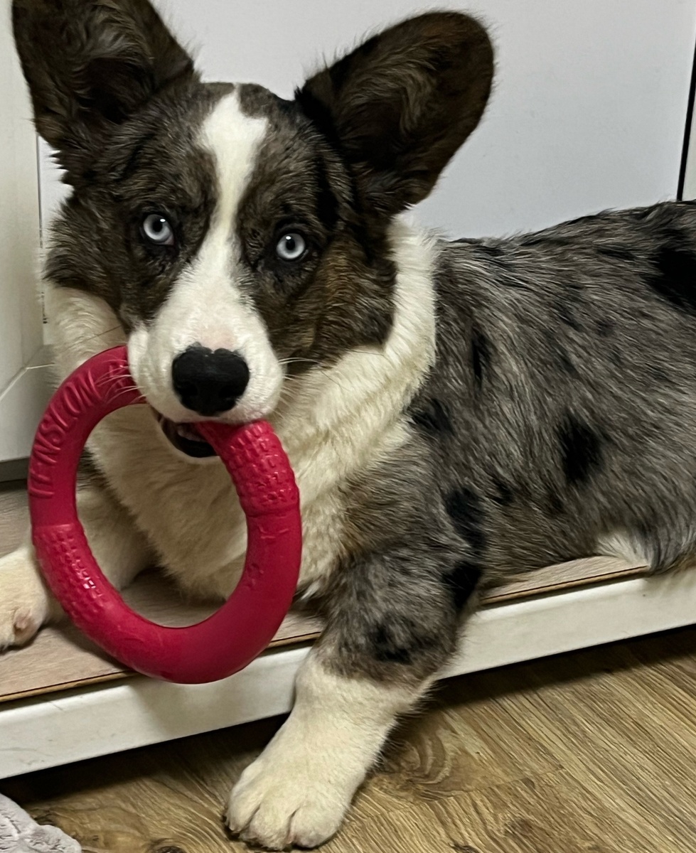 Тимон - дочкин пёс. К нам в гости приезжал со своим кормом, но ему удалось украсть кусочек хлеба от Дивы.