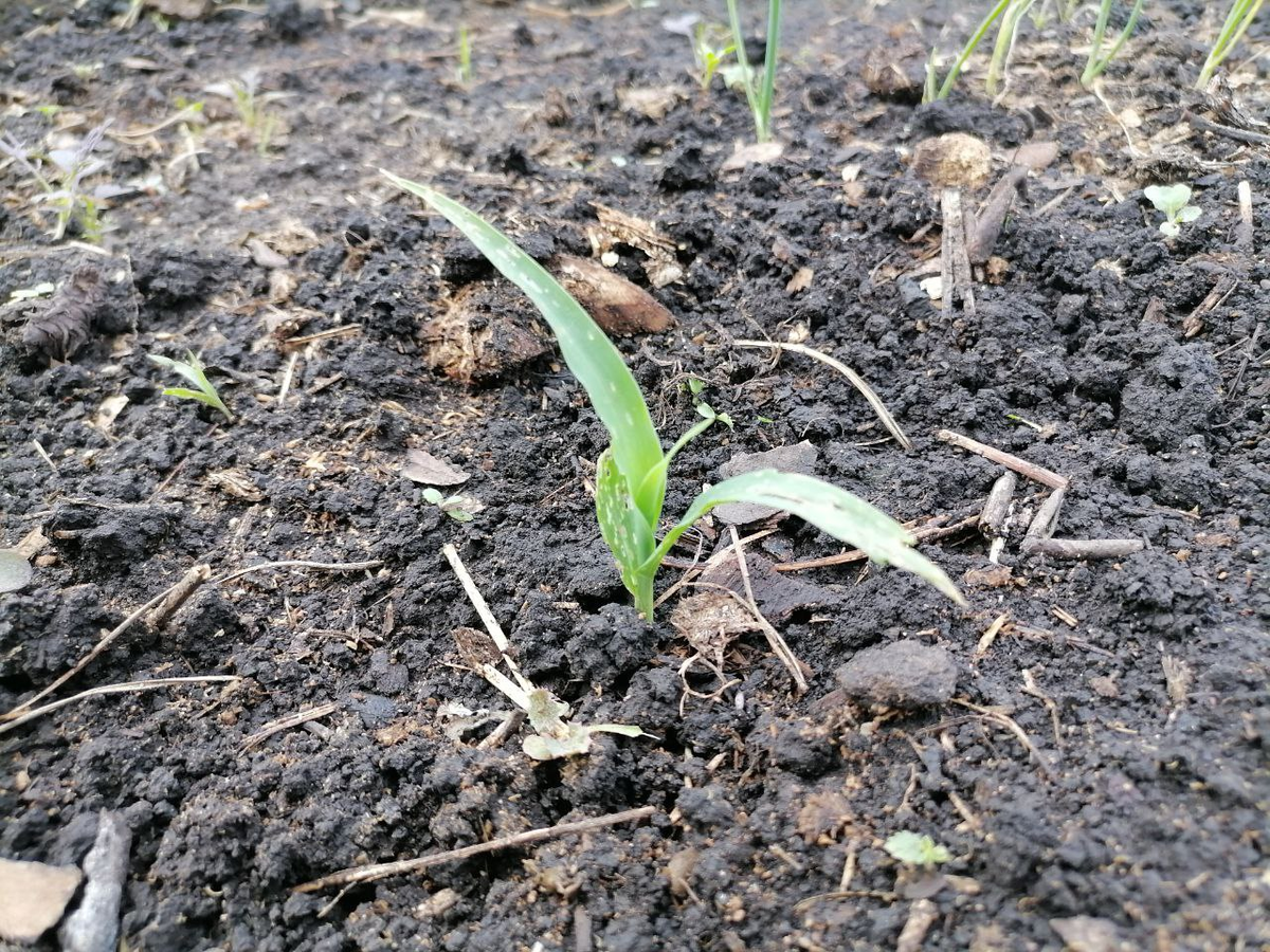 Всход кукурузы, фото автора