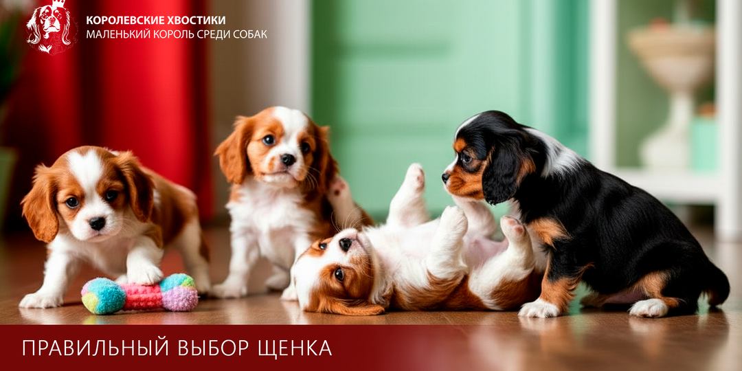 Как правильно выбрать щенка породы Кавалер Кинг Чарльз Спаниель.