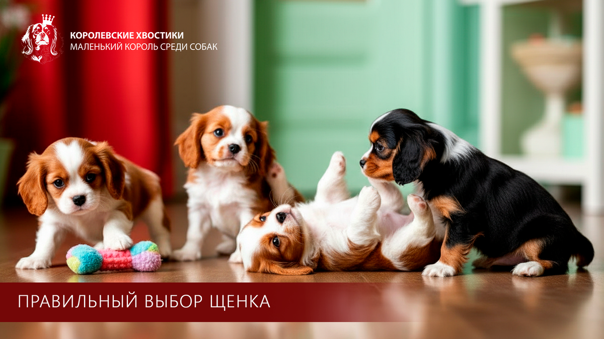 Когда понимаешь, что сегодня именно тот день, чтобы стать королём дома!