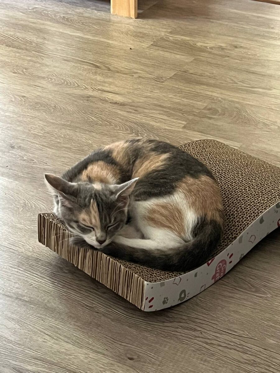 Первые дни в доме. Фото из семейного архива