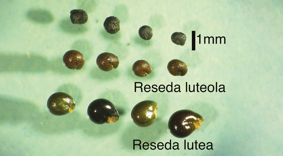   Thorsten Jakobitsch et al. / Interdisciplinaria Archaeologica, 2025