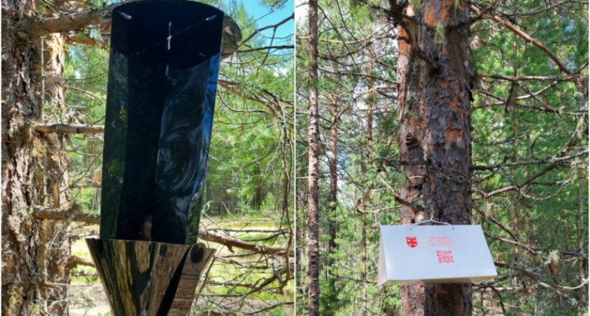    В Коми подведены итоги мониторинга карантинного фитосанитарного состояния лесов за 2025 год