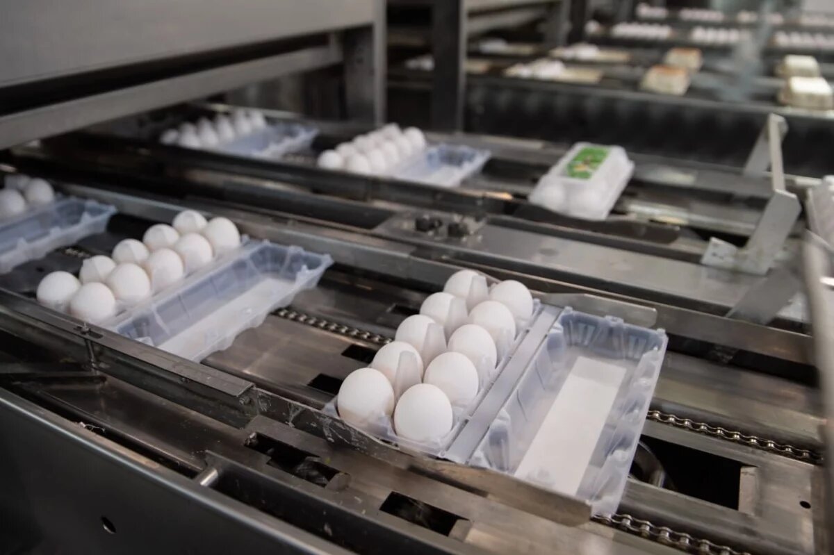    Яйца «Пышминской» птицефабрики исчезли с полок гипермаркетов