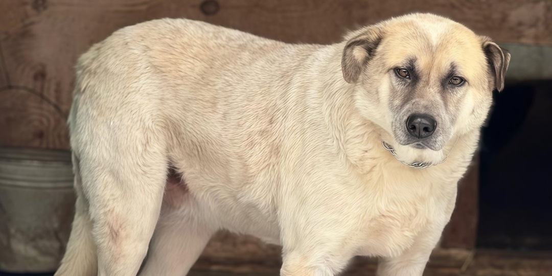 Он почти ослеп, угасал, но приют не сдался: история спасения Бима