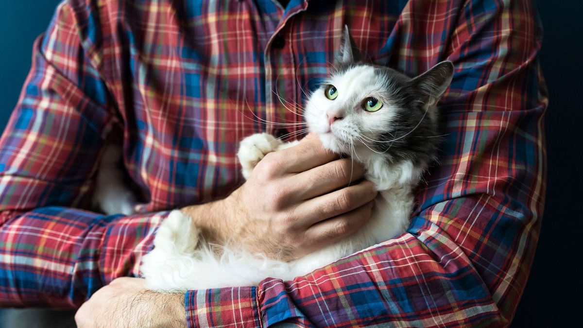    Где кошку можно гладить, а куда лучше не лезть: инструкция, которая спасёт ваши руки. Источник изображения: pets.mail.ru