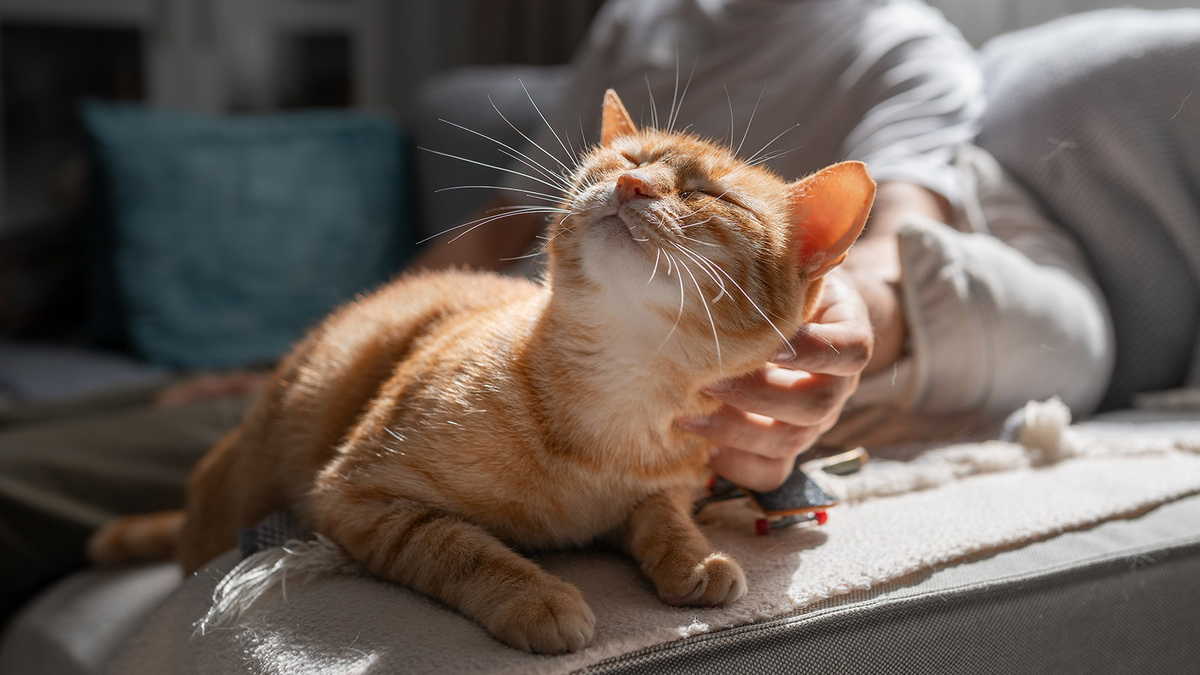    Гладьте кошку по направлению роста шерсти короткими и нежными движениями. Источник изображения: rbc.ru