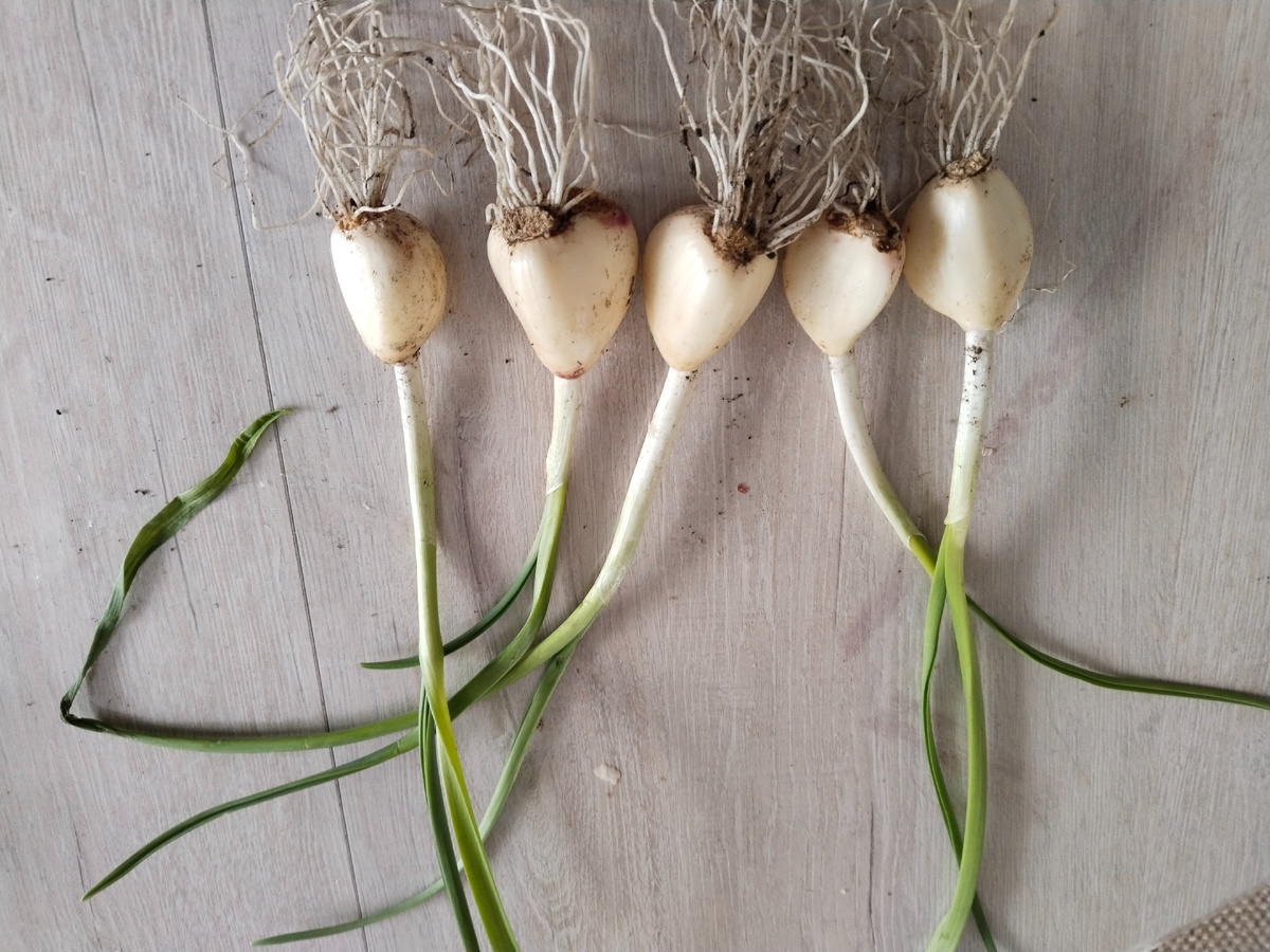 Луковицы чеснока преждевременно проросшие из за нематоды