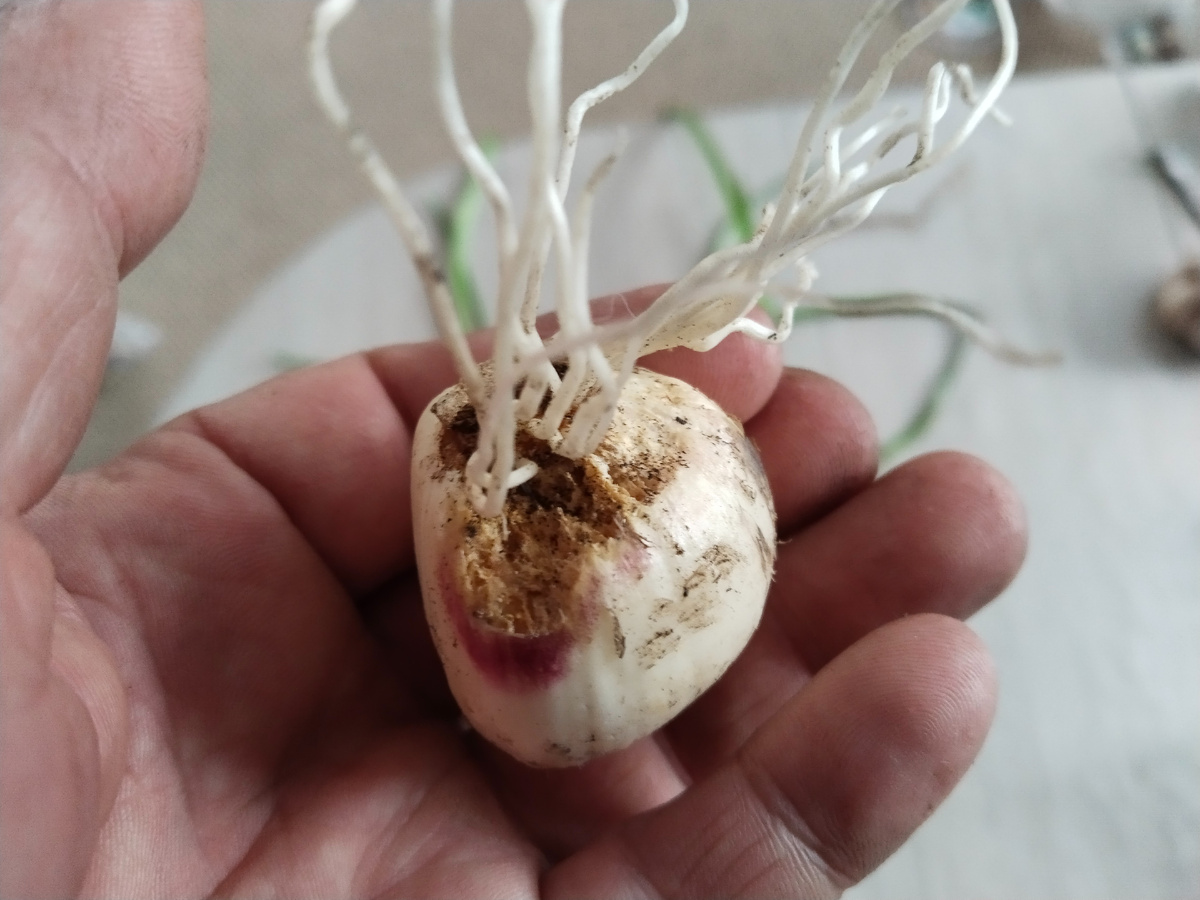 Проросшая луковица чеснока пораженная нематодой