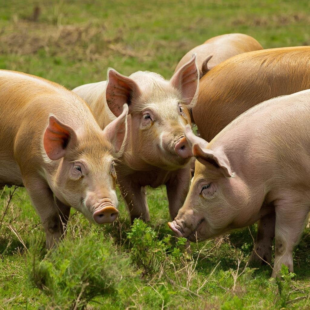 Свинки. Изображение сгенерировано сервисом GigaChat 