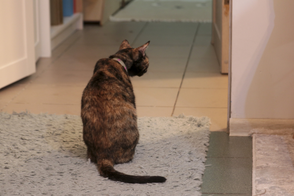 Квартиранты вернулись в Тобольск, а животных оставили.  Фото: ФедералПресс / Максим Артамонов