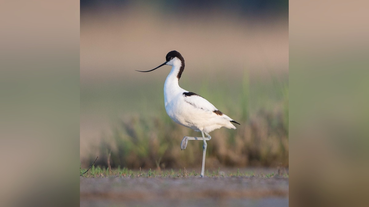    Фото пресс-службы министерства природных ресурсов Краснодарского края