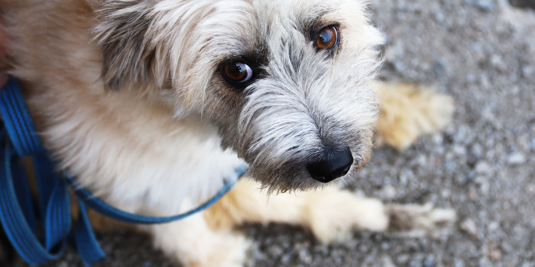 Паралич задних конечностей. Жизнь Леди зависит от людей!