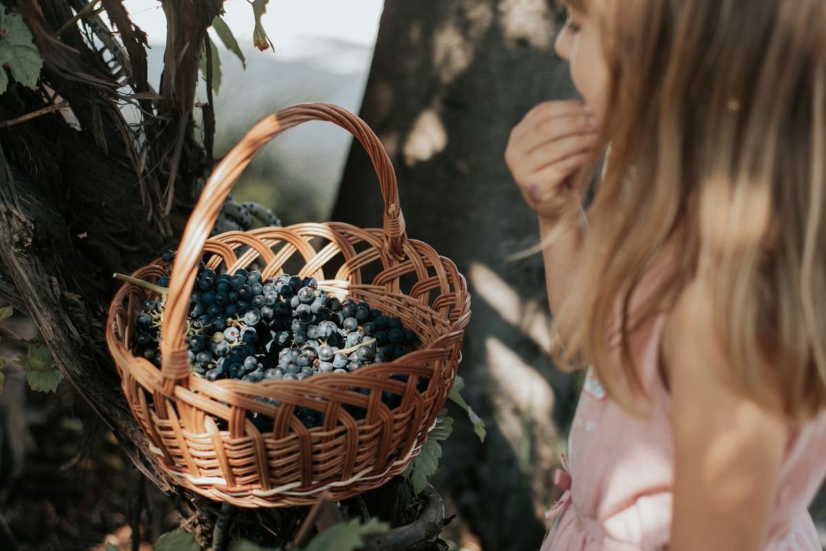 Рассказываем про Неббиоло - сложный сорт с массой достоинств