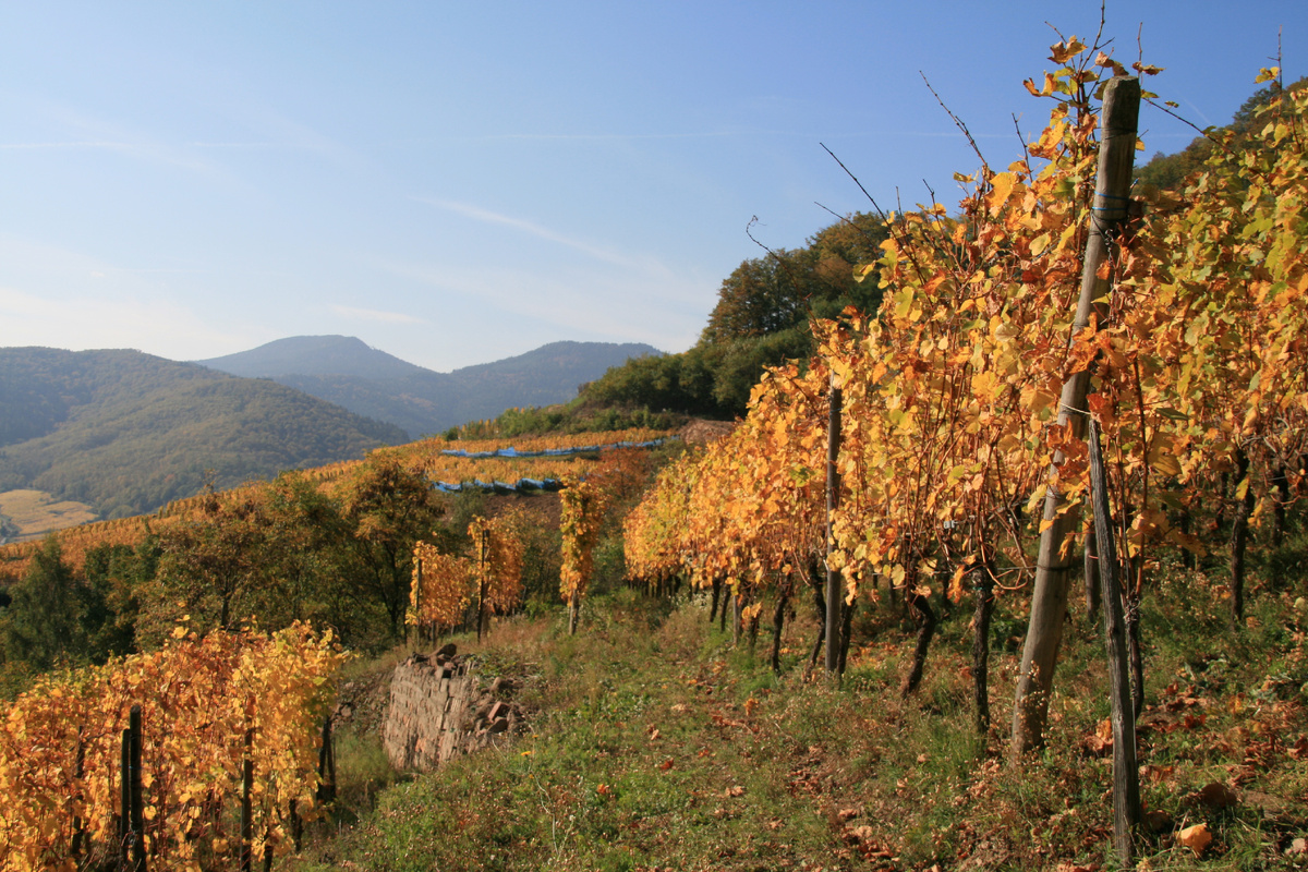 Виноградник Schlossberg Grand Cru, Domaine Bott-Geyl. Эльзас, Франция