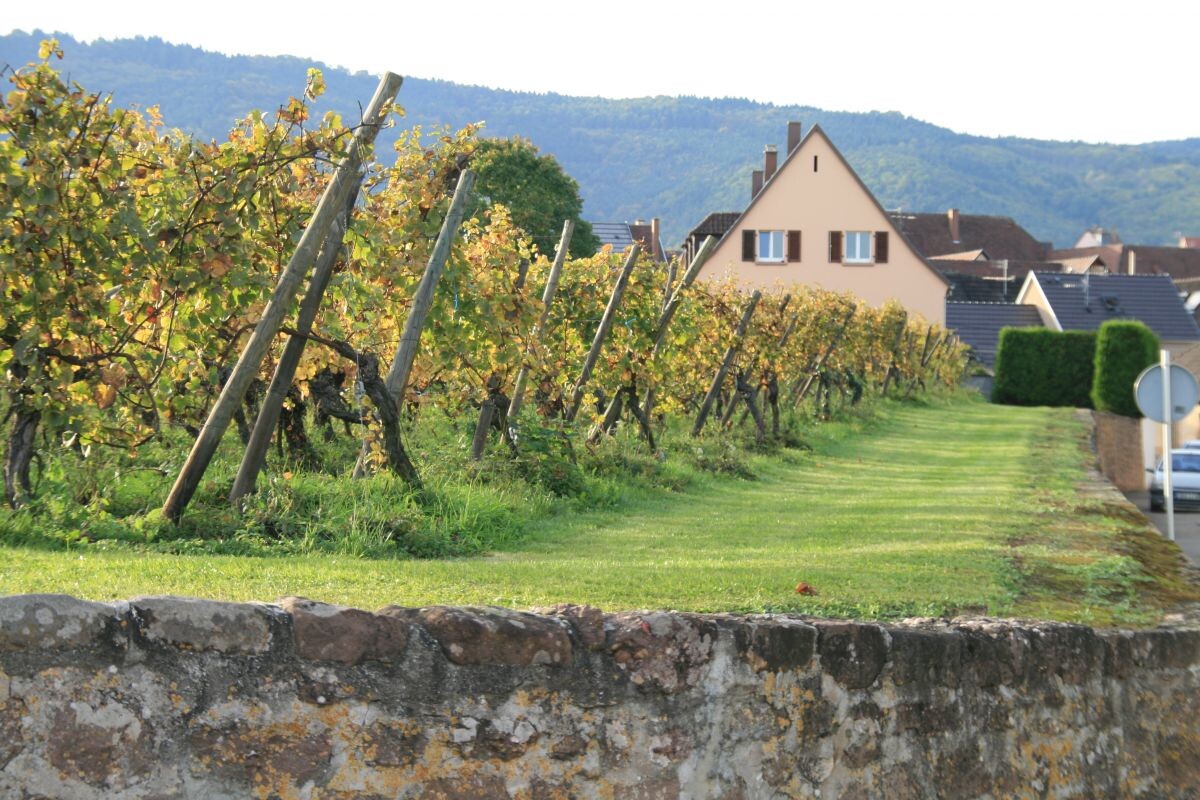 Виноградник Clos des 3 Chemins, Domaine Bott-Geyl. Эльзас, Франция