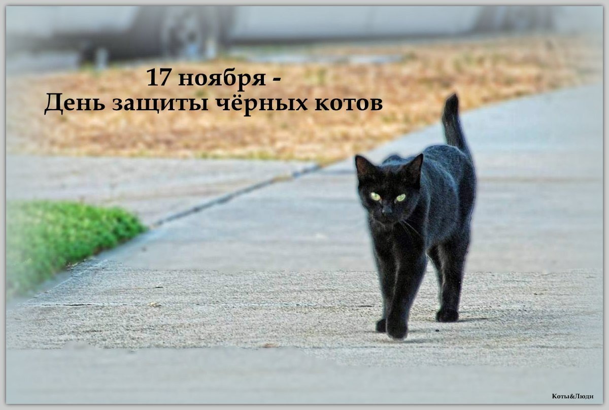 Коллаж автора. Использовано фото: https://funny.klev.club/smeh/print:page,1,7164-smeshnye-kartinki-kota-u-dorogi.html