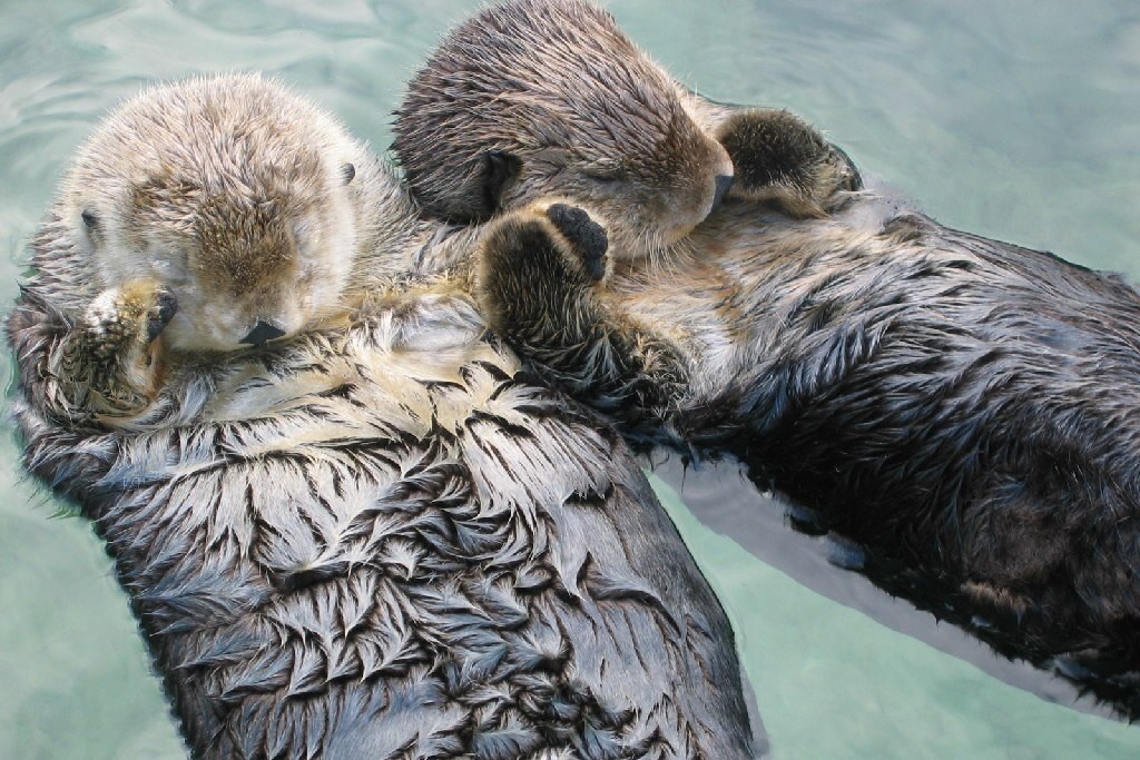     Милейший инстинкт самосохранения: почему выдры держат друг друга за лапки, когда спят