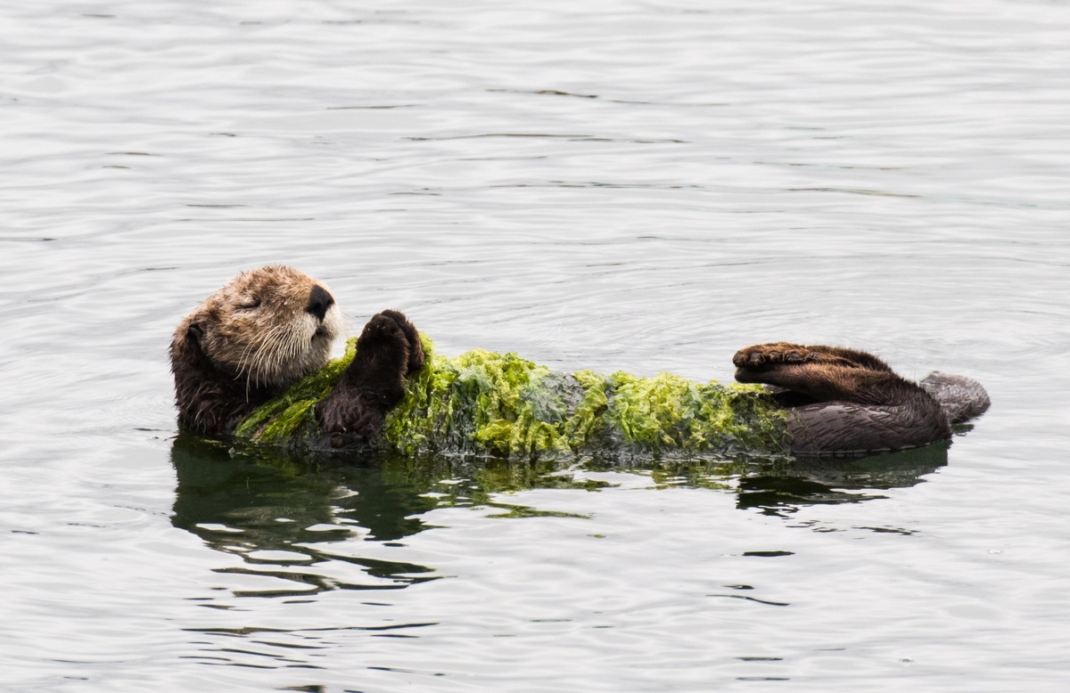    Иногда для сохранения тепла выдры используют водоросли-ламинарии: они обвиваются вокруг растений, будто укутываются в одеяло.Legion-Media