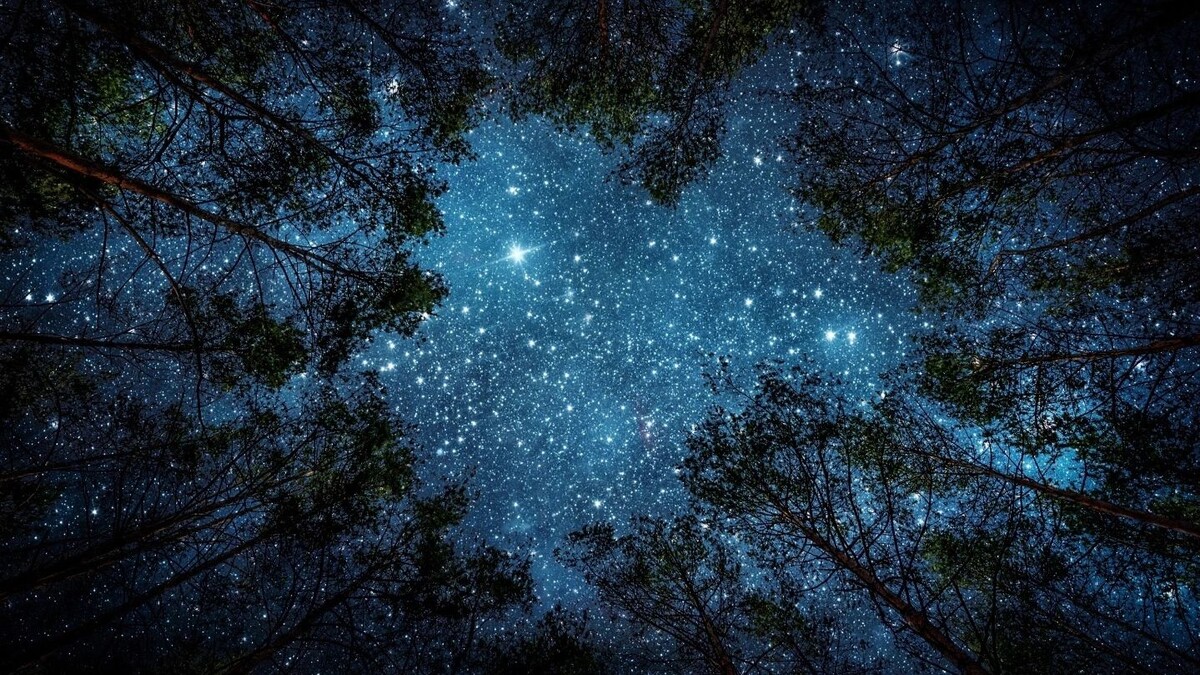    Фото: Triff / shutterstock.com / Fotodom