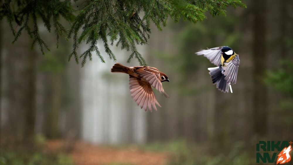 Воркуют, красавцы