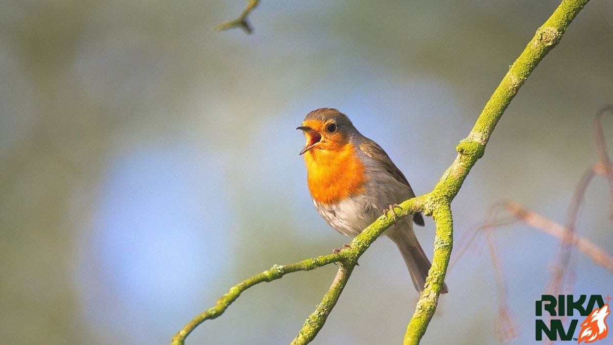Любите пение птиц в лесу?