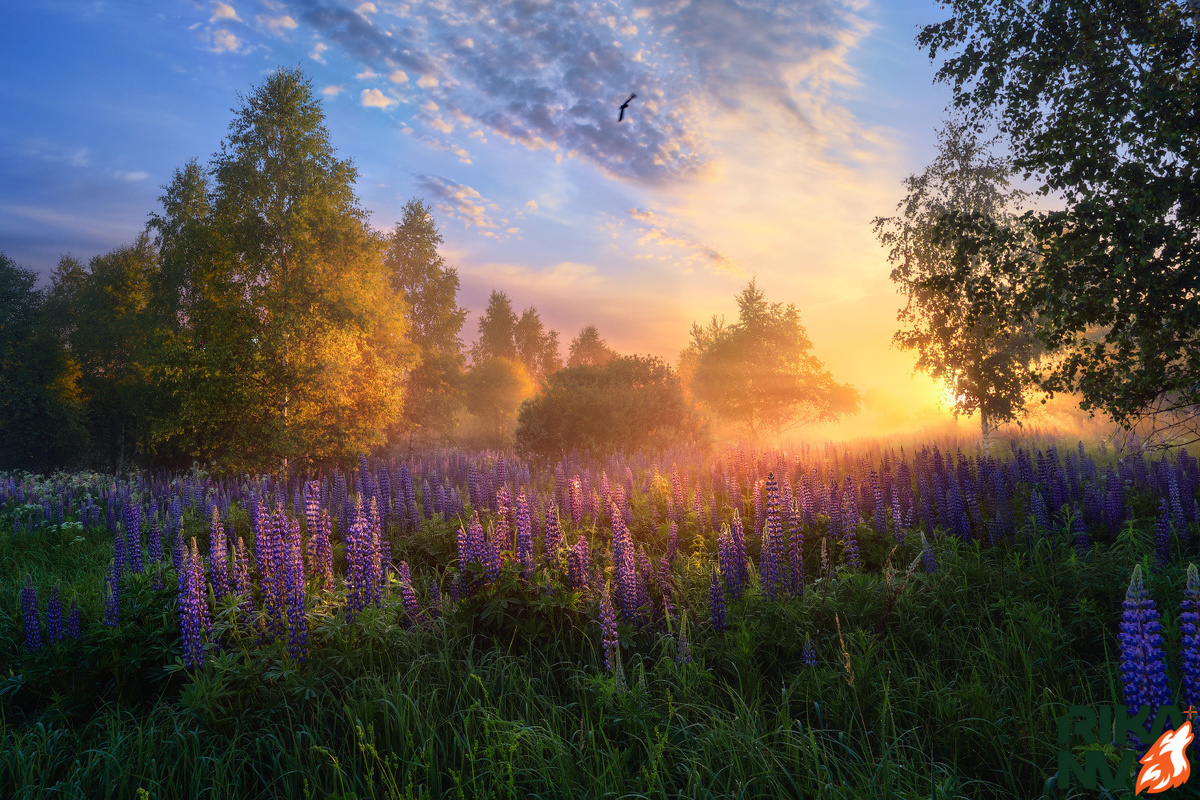 По утрам в лесу особенно прекрасно