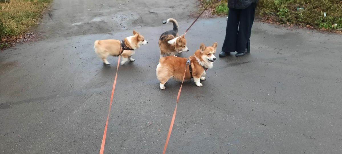 Джентльдог на прогулке