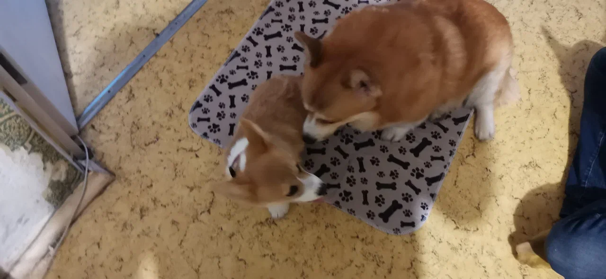 Наставник молодёжи