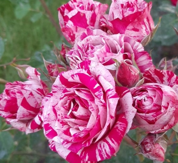 Гордись, я весь в тебя!