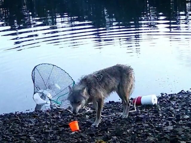    Фото: placeofwolves.ca