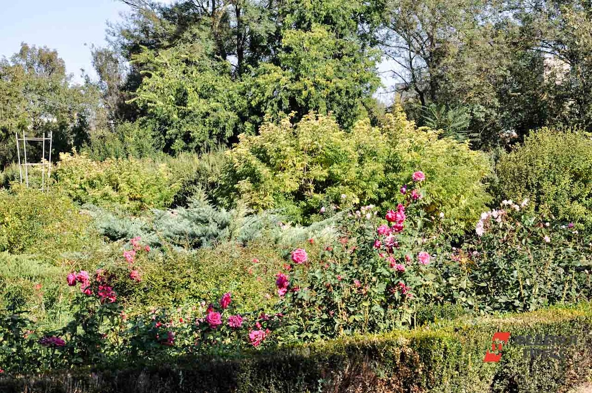 Коллектив ботанического сада обратился за помощью к губернатору.  Фото: Фото: ФедералПресс / Екатерина Лазарева