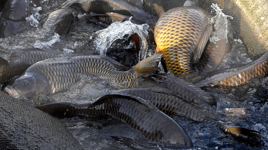    Фото: © РИА Новости/Илья Наймушин