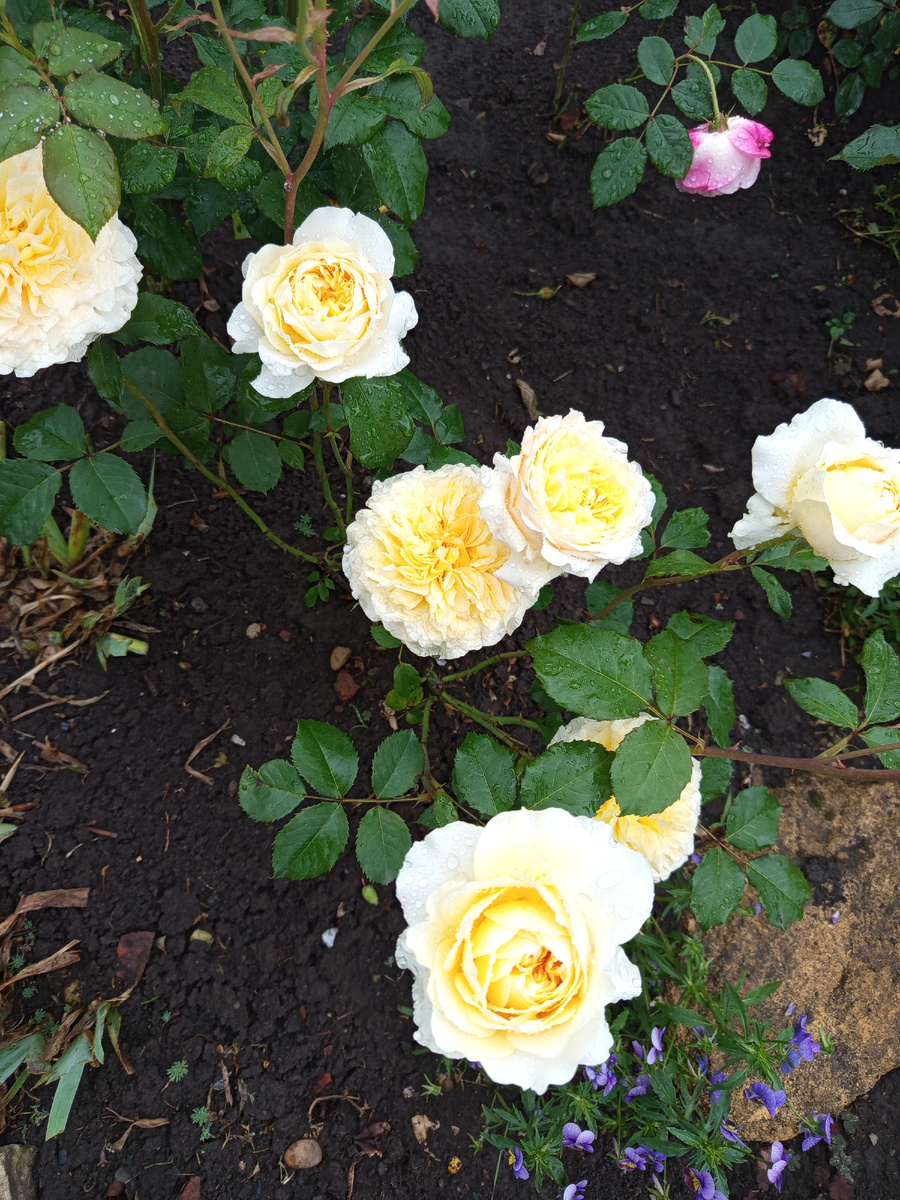 Эффи второй сезон 😍