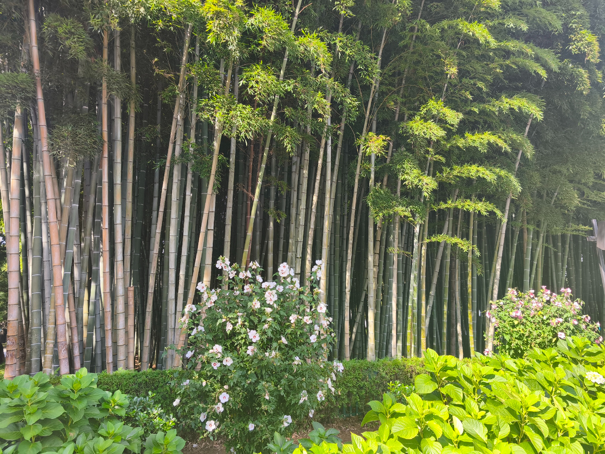 Бамбуковая роща