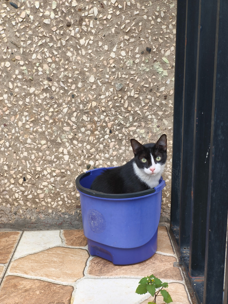 Забавный котик на балконе первого этажа