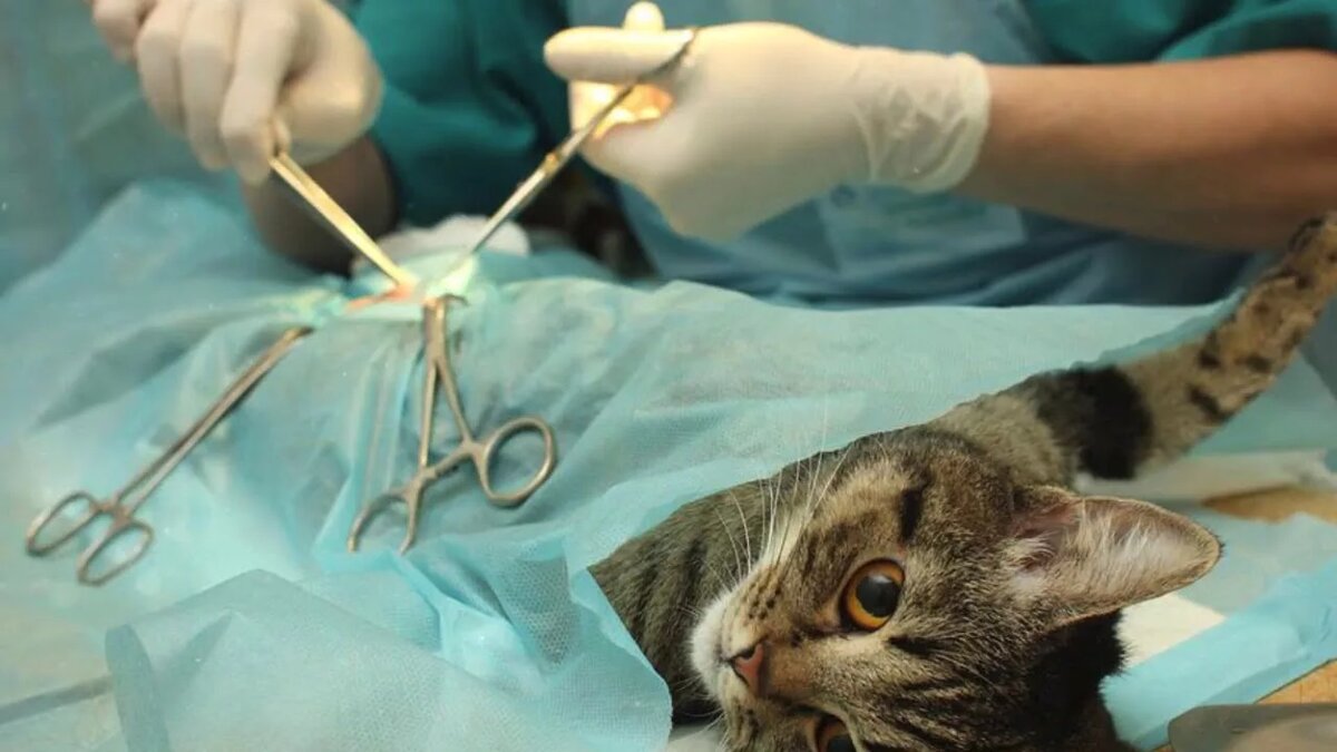 Картинки Яндекс