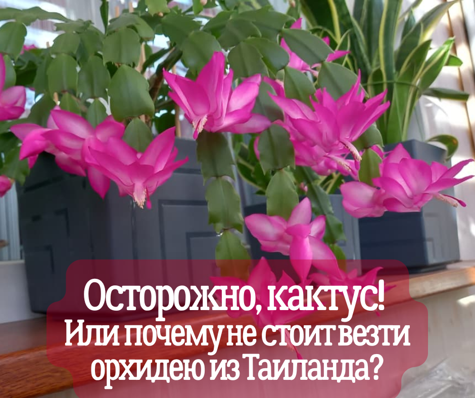 Осторожно, кактус! Или почему не стоит везти орхидею из Таиланда?