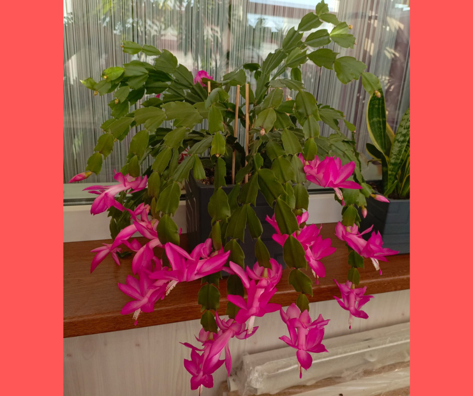 Декабрист сорта "Аквамарин-туристический"