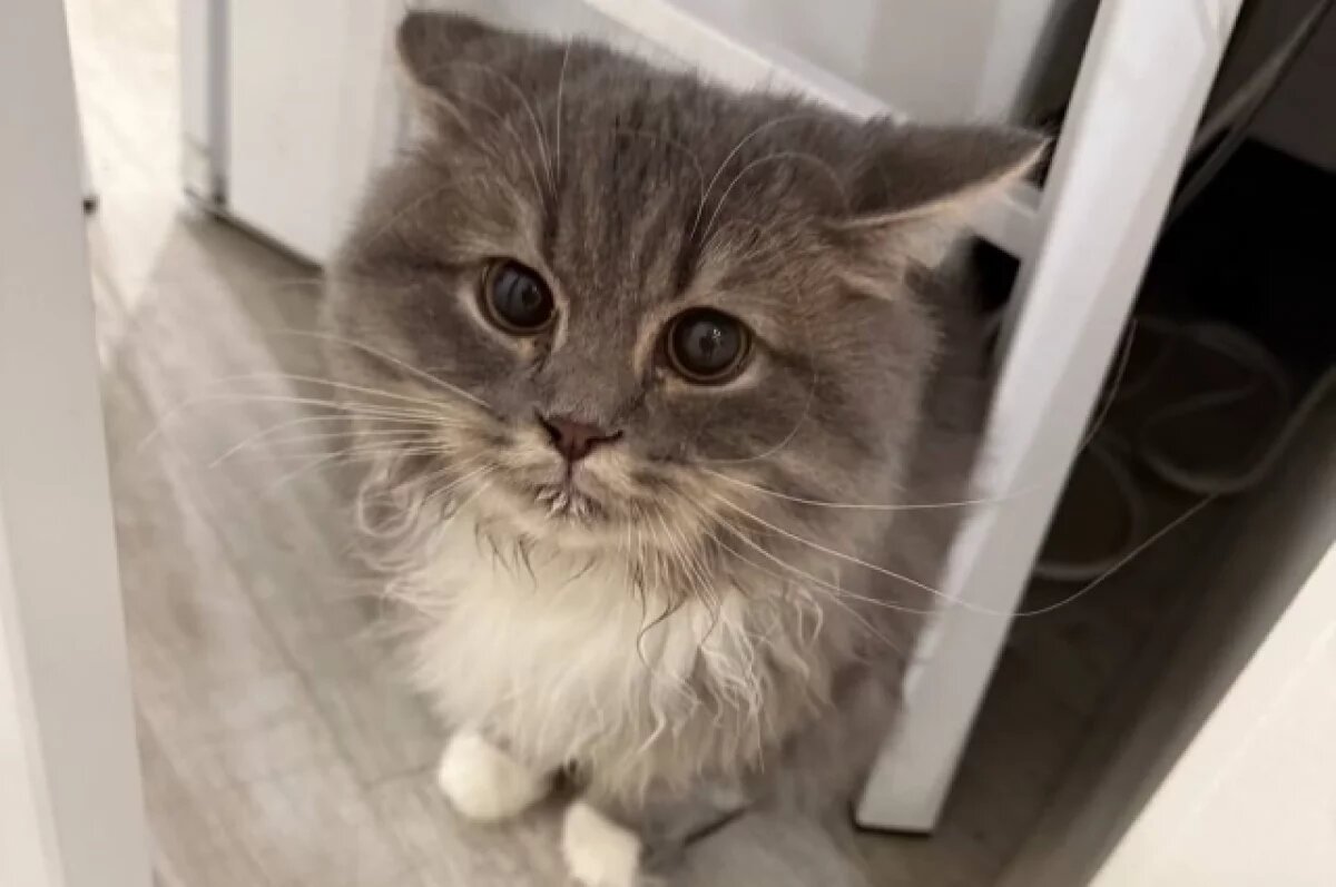    Одна из брошенных мурок.